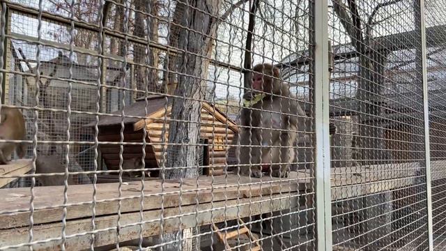 Бахчисарайский зоопарк. День второй.