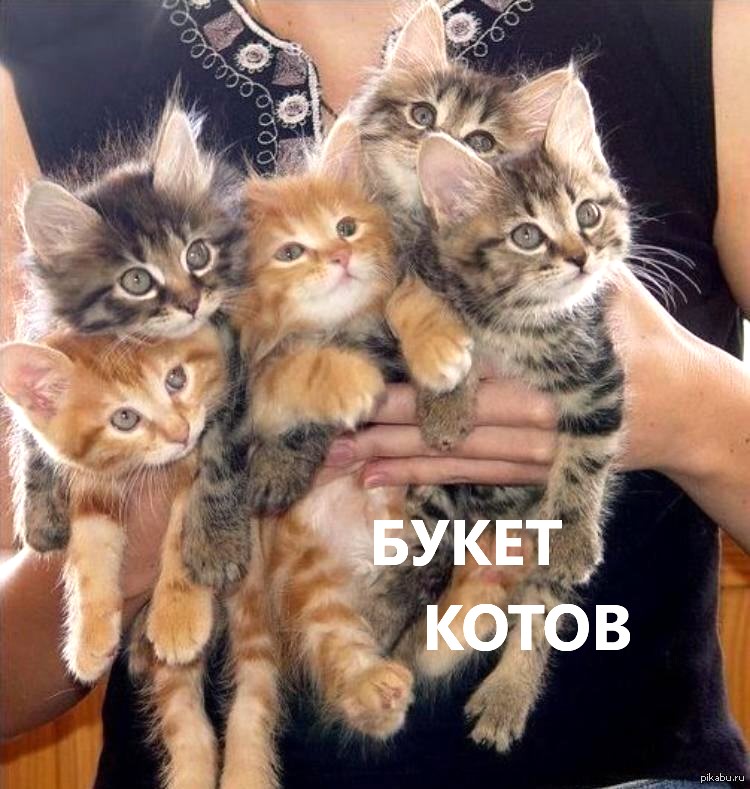 Букет котов