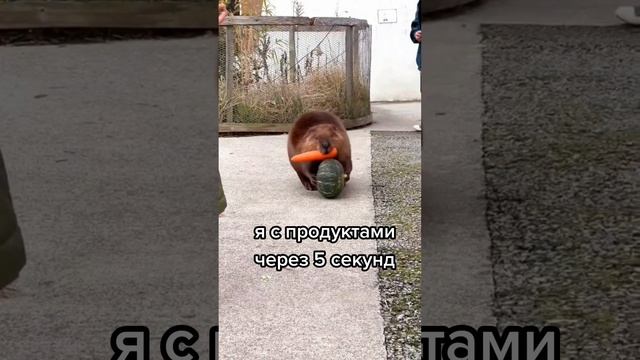 полный бобр