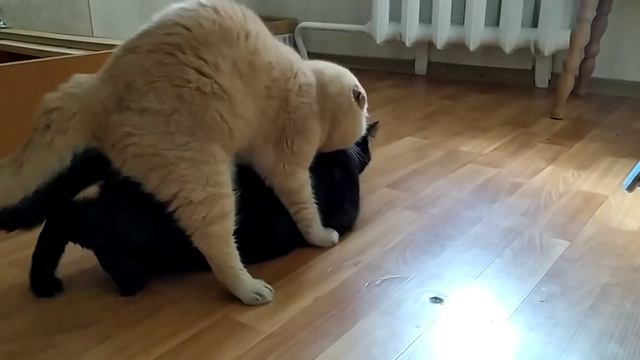 Вязка Шотландской кошкивязкакотыscottishcatcatschocolate