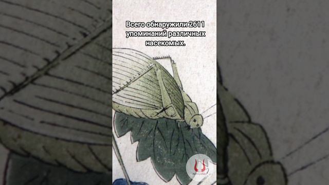 Каких насекомых чаще упоминают в японских хайку? | Подпишись! #искусство #литература #япония #shorts