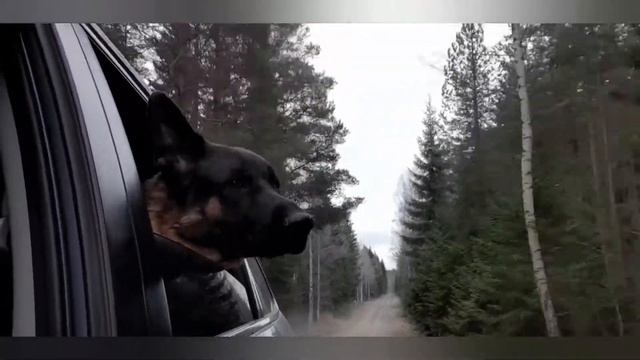 Не рассказывай овчарке сказку...