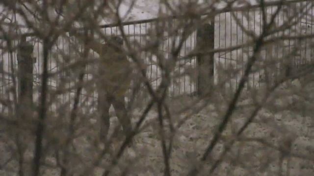 Снегопад в Питере.В ночь на 8 декабря.