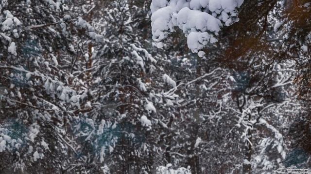 У них осталась надежда на лекаря из глухой деревни, приехав к нему…