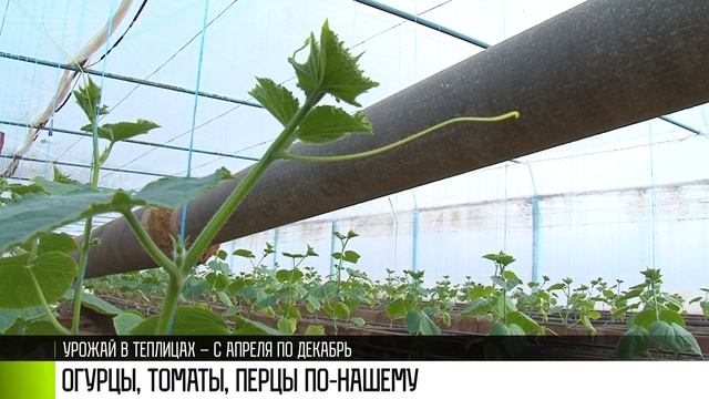 Огурцы, перцы, томаты: покупай приднестровское