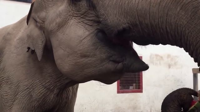 Animals Doing ASMR