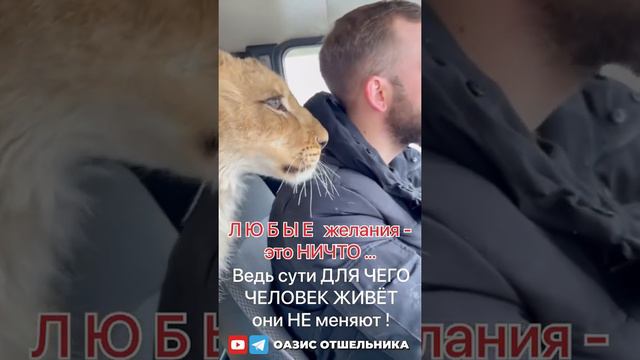Желания и счастье.”Трепанация” мозга за 9 минут.ОАЗИС ОТШЕЛЬНИКА