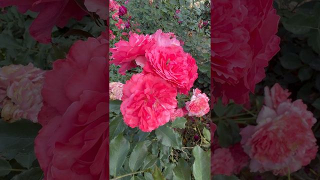 Роза хамелеон ! Сорт ПАСТЕЛЛА 🌹#питомникросток #саженцы #питомнткрастений