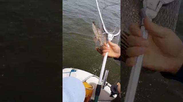 Щука 6 кг. Рыбинское водохранилище 1.08.2013