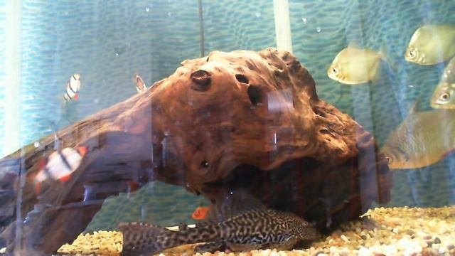 Plecostomus