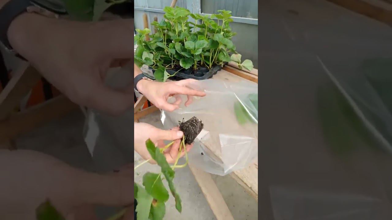 Кассетная рассада почтой