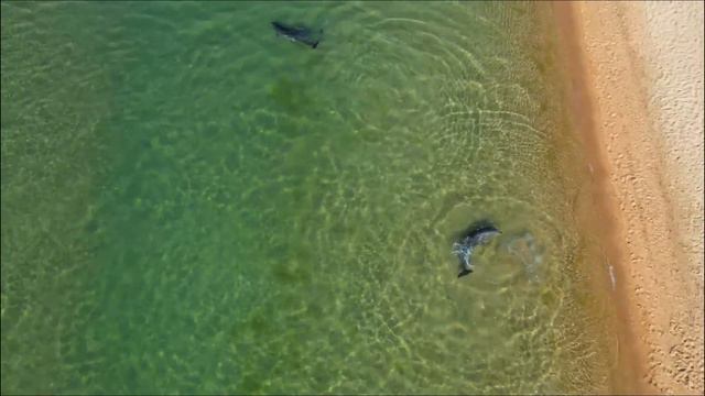 dolphins in anapa city