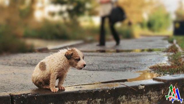 Мокрый ЩЕНОК с ГРУСТНЫМИ ГЛАЗАМИ всё ходил и ходил по пешеходному переходу...