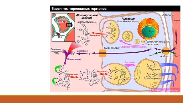 ГИПОТИРЕОЗ. Клинический случай. Ситуациялық есепті талдау №2