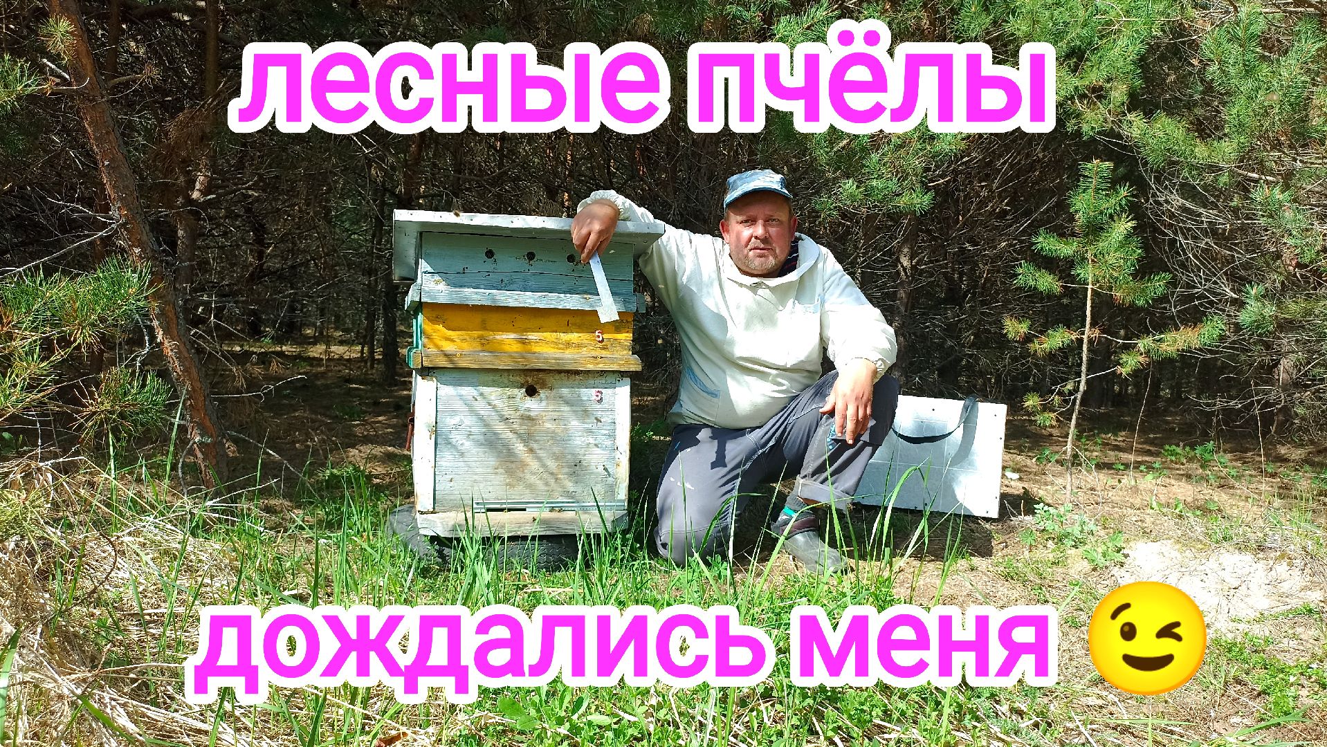 Улей в лесу! Пчёлы выжили и хотят работать! ПЧЕЛОВОДСТВО!