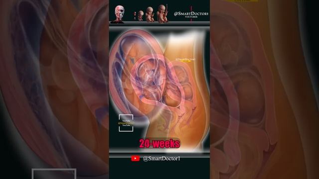 Twins in the womb: the development of the fetuses month by month. ?????