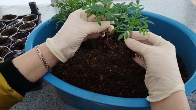Начали обогревать теплицу! Пикирую бархатцы прямостоячие Тайшан.