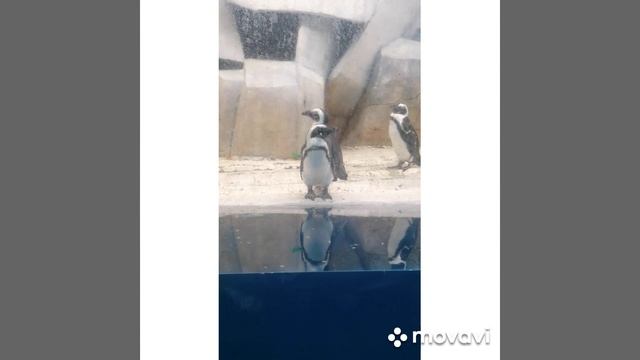 Вечернее Лазаревское, пингвинарий