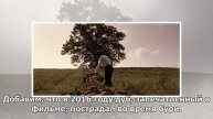 Дуб из фильма «Побег из Шоушенка» распилили на подарочные таблички