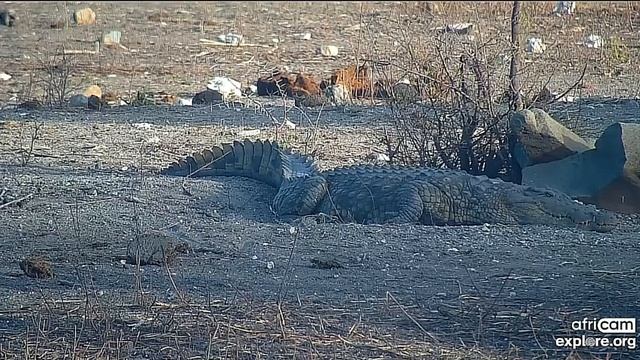 Крокодил отдыхает на берегу#Africam Tau