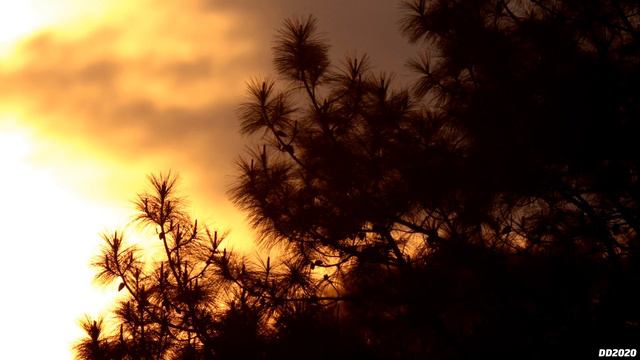 SVBONY SV 550 80/480mm F6 ED Triplet Sample Footage