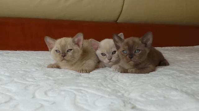 Бурманские котята