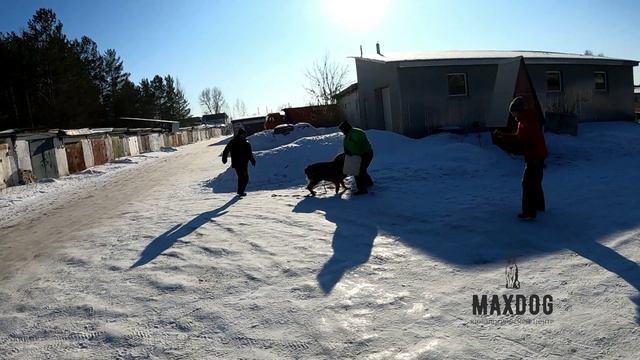 Бийск занятия с собаками