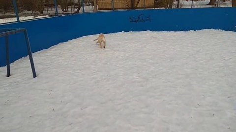 Собакен любит свободу #6