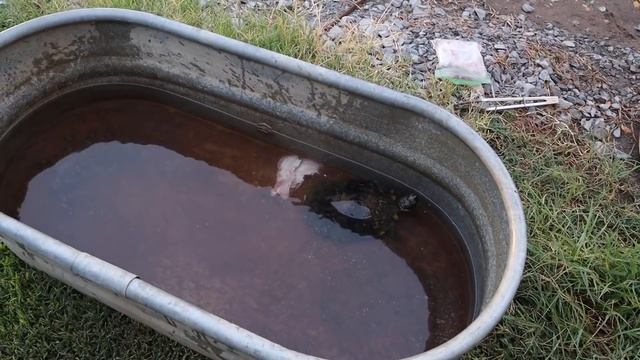 This Actually Works! The Best Size Turtle For Turtle Soup!