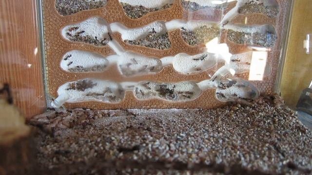 Cataglyphis nodus. Жизнь в колонии.