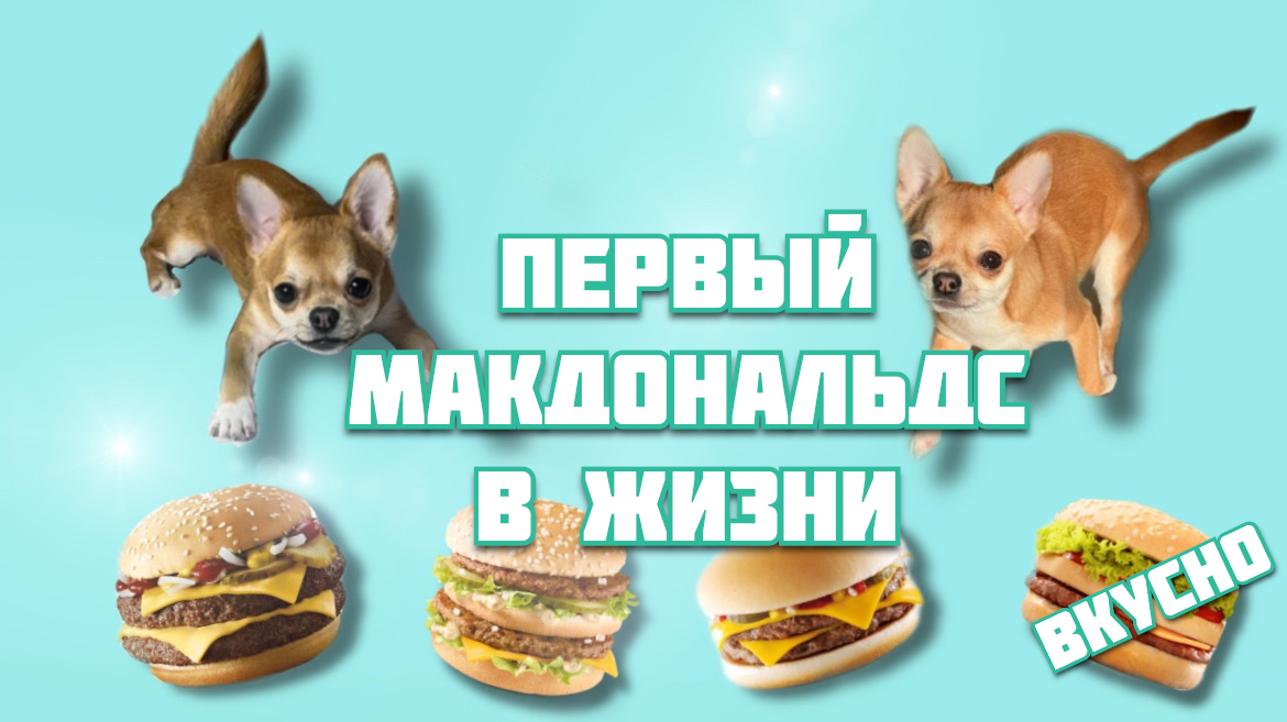 ЧИХУАХУА ВПЕРВЫЕ ПРОБУЕТ КАРТОШКУ  ФРИ?