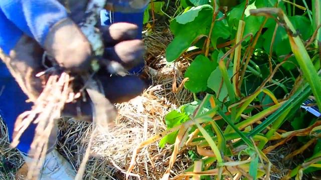 We're Back In The Garden Again  - Wisconsin Garden Video Blog 897