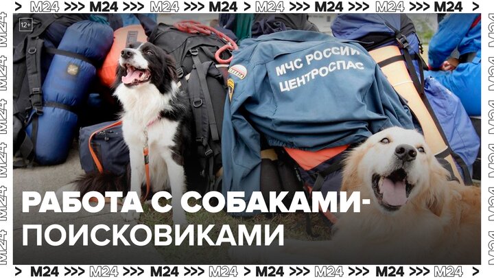 Кинологи рассказали москвичам о работе с собаками-поисковиками - Москва 24