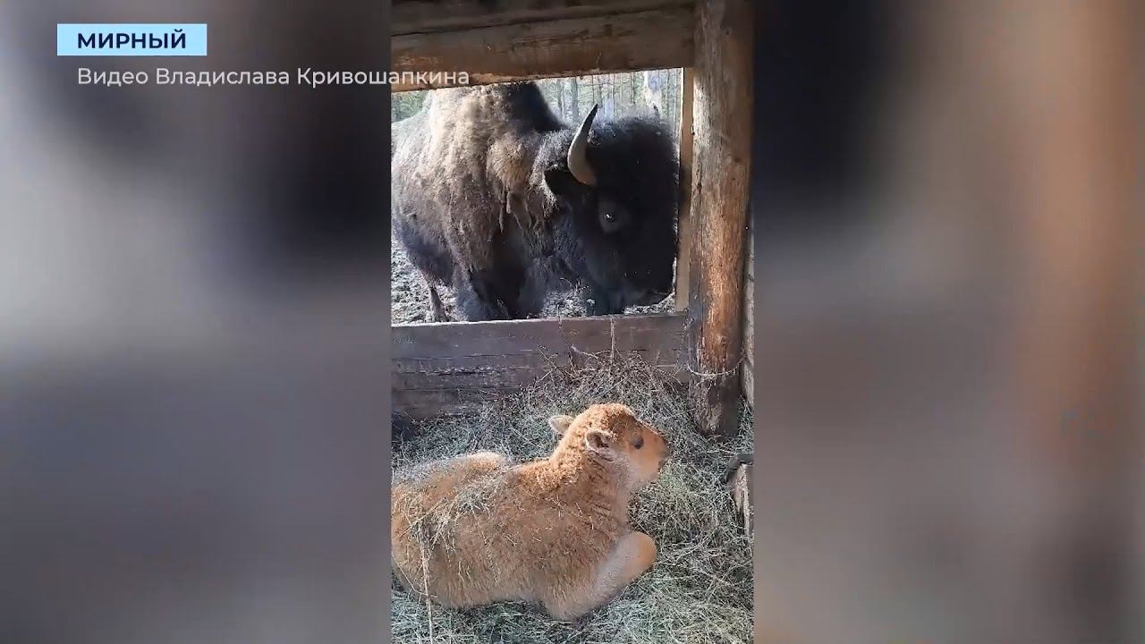 День, ночь и пламя: посетителей парка «Живые алмазы Якутии» ждут новорождённые яки и бизон