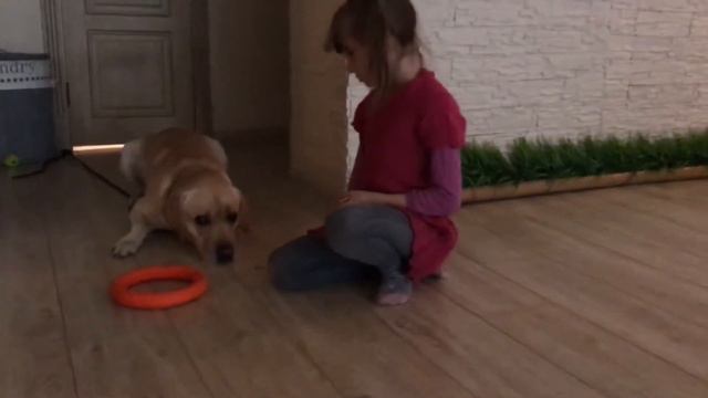 ЛАБРАДОР🐶 И МАЛЕНЬКАЯ ДРЕССИРОВЩИЦА👧🏼