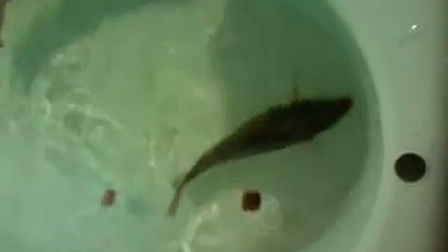 Сына впервые увидел живого карася)