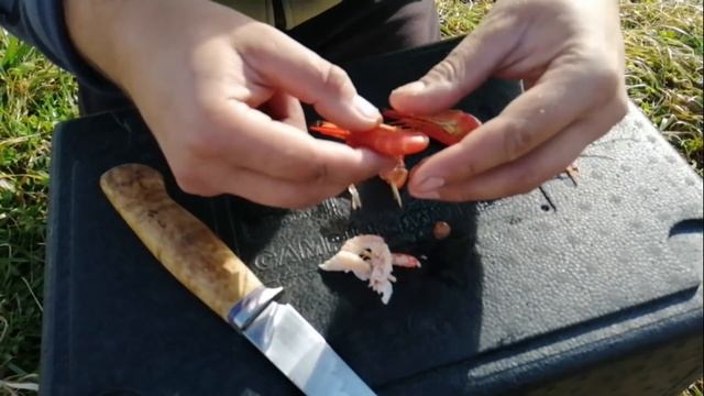 Ищем кишки у креветки