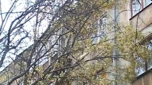 21 10 СЮЖЕТ ДЕРЕВО УПАЛО