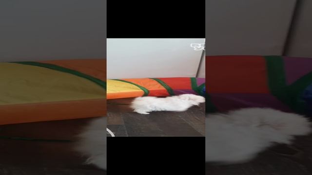 Смешной щенок и кошки