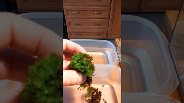 Флорариум (moss)