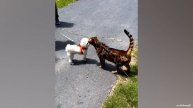 Cats Who Can't Deny Their Love For Dogs - CATS AND DOGS Friendship