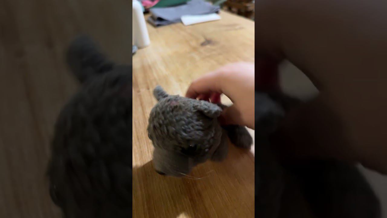 Котик Линды