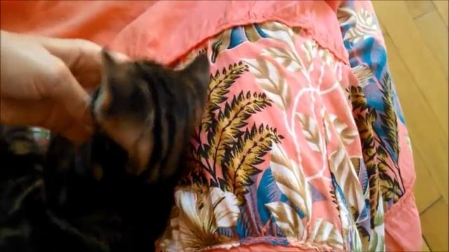 Потешные котята и мама-кошка   Positiv and Fun ;-)