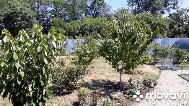 11-18.07.24. Жара. Новинки для дома и участка. Собрали морковь и кукурузу.