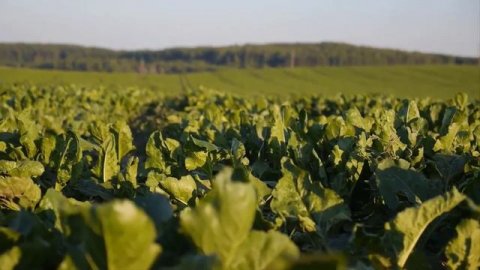 How to Boost IMMUNITY through DIET