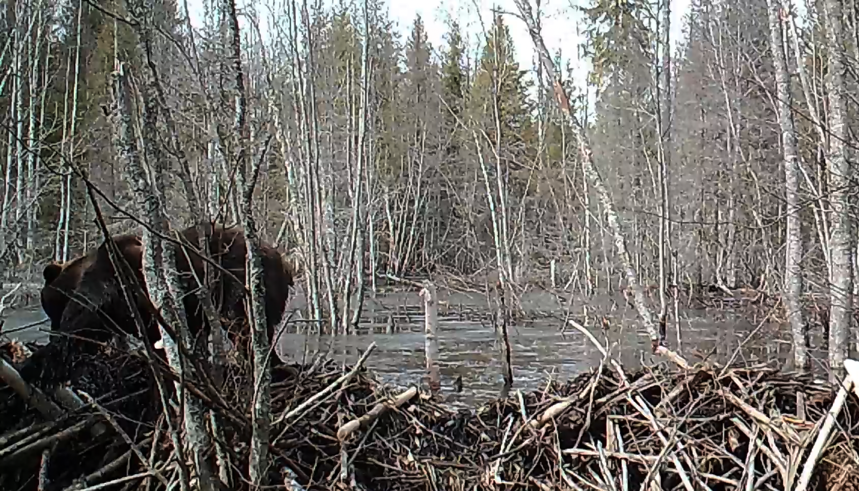 Медведь в национальном парке «Койгородский»