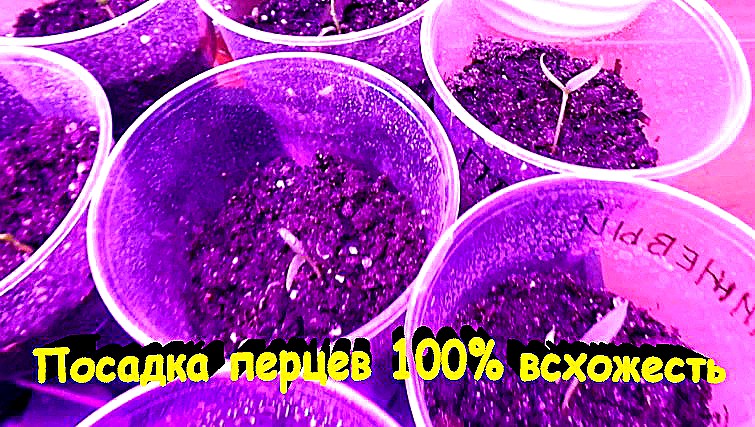 "Посадка семян перцев 100% результат."#сад#огород#дача