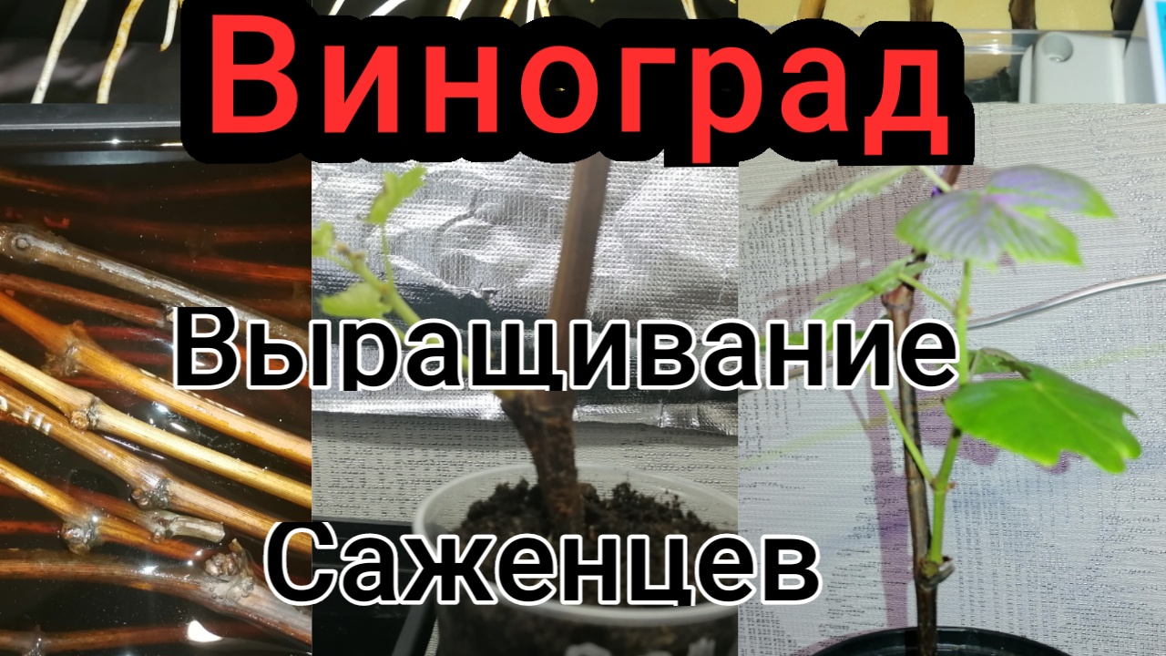 саженцы винограда в апреле 2021.mp4