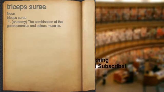 What Does Triceps Surae Mean?