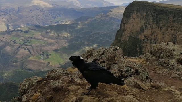 Эфиопия. Горы Симена. Высота 4200.